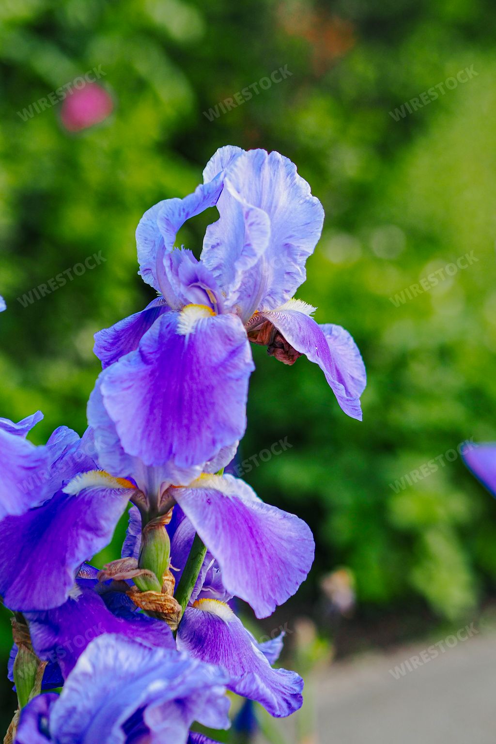 A close-up of vibrant purple irises in bloom with withered petals against a blurred green background