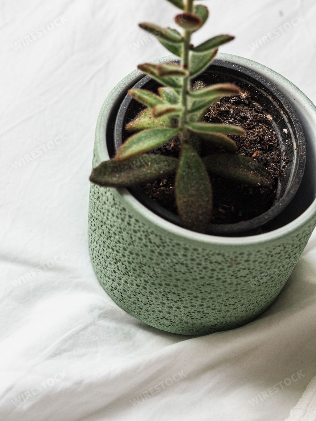 A vertical closeup high-angle shot of a small green plant in a flower pot on a white cloth surface