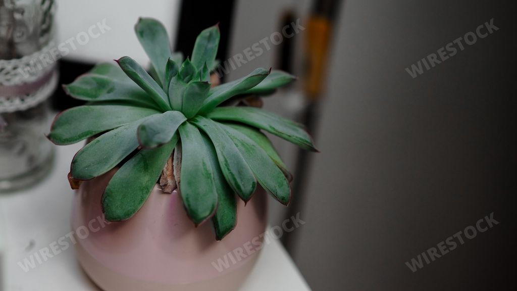 The Echeveria Pulidonis plant in a flowerpot n a white fabric