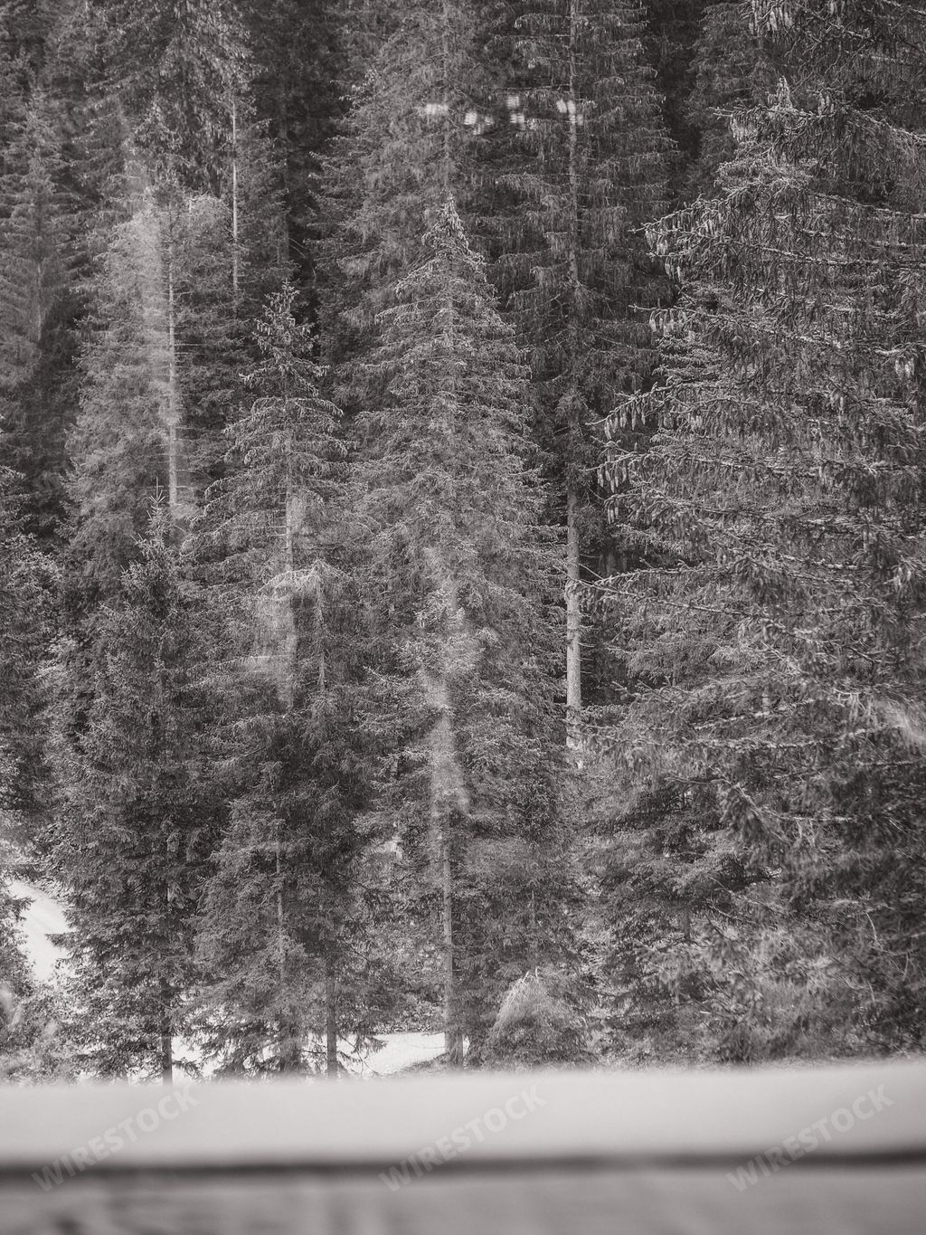 A vertical greyscale shot of a beautiful mountainous forest nature scenery