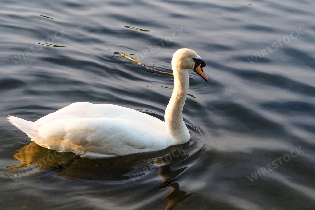 A graceful swan swimming in calm water during a sunny day