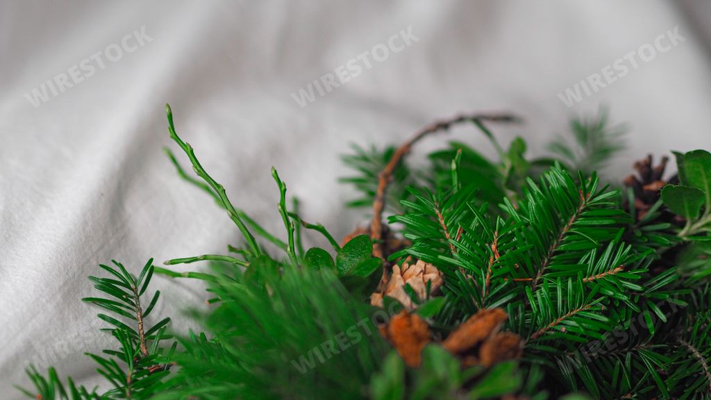 A closeup shot of beautiful tree branches and cones on the white background