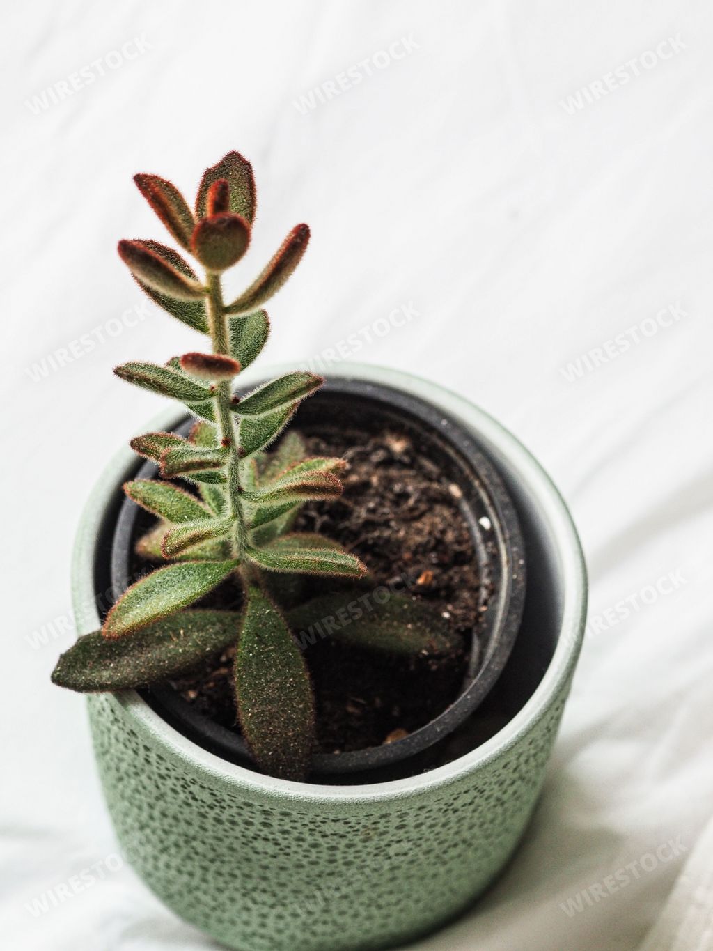 A vertical closeup high-angle shot of a small plant in a flower pot on a white cloth surface