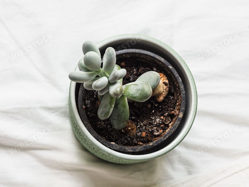 A vertical closeup high-angle shot of a green plant in a flower pot on a white cloth surface