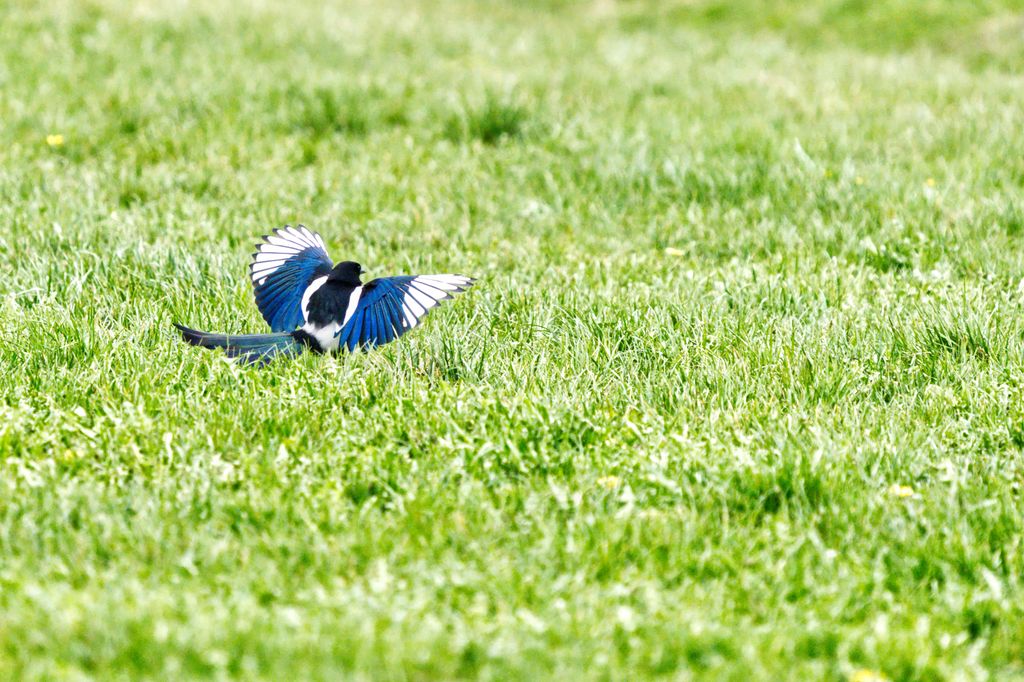 A Eurasian magpie with wings spread on the grass