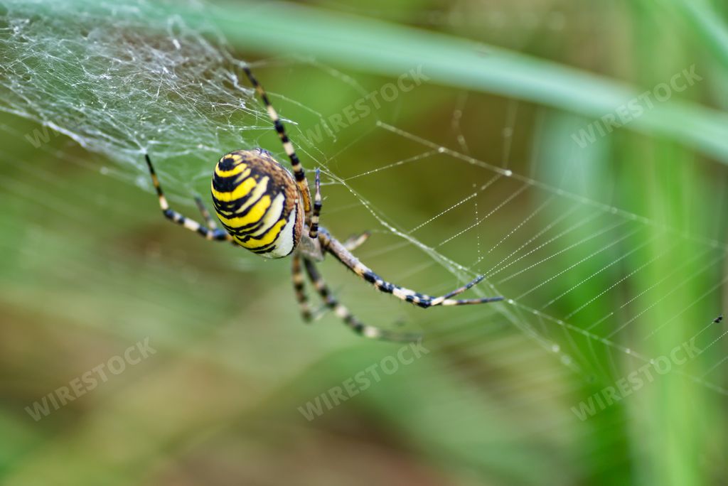 A selective focus shot of a Wasp Spider on the spider web