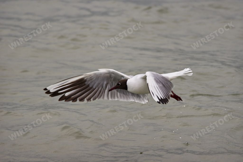 A beautiful view of a seagull soaring just above the water on a gloomy day
