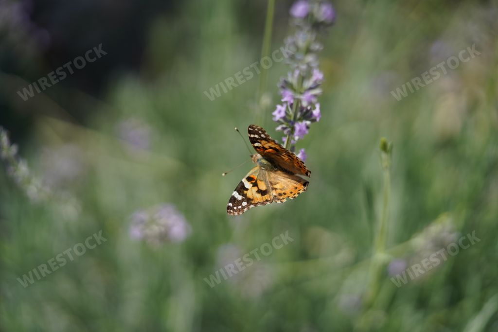 A shallow focus of a beautiful butterfly standing on a lavender flower in the garden on a sunny day