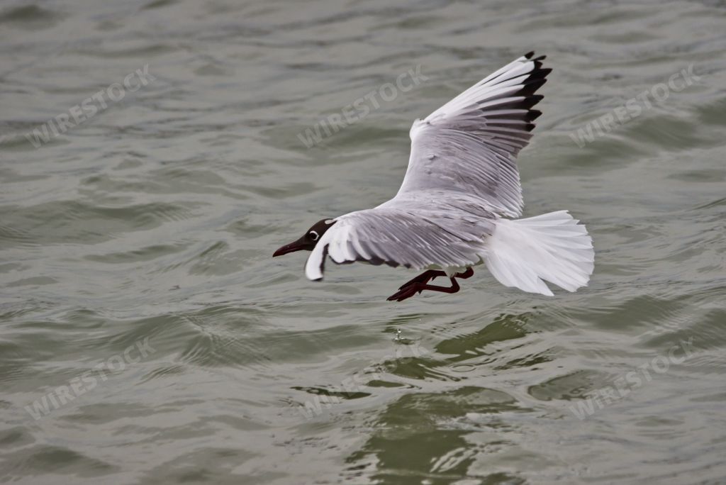 A beautiful shot of a gull flying over the water