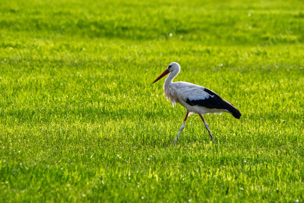 A shallow focus of a stork walking on a green field