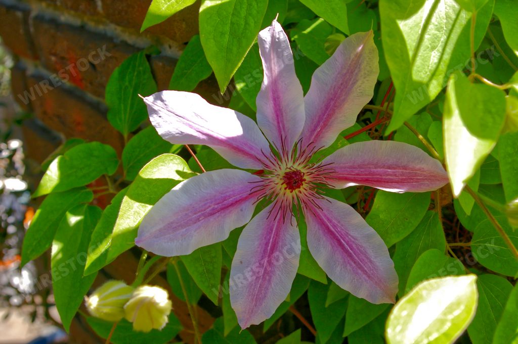 A closeup shot of a purple Leather flower grown in the garden