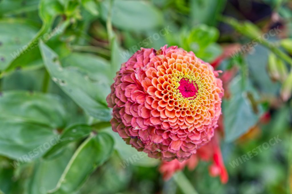 A vibrant pink flower with a vivid yellow center sits atop a lush green plant in a garden setting