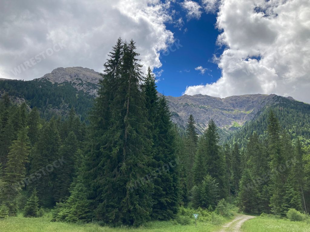 A narrow road in a pine forest with mountains in the background under blue cloudy sky