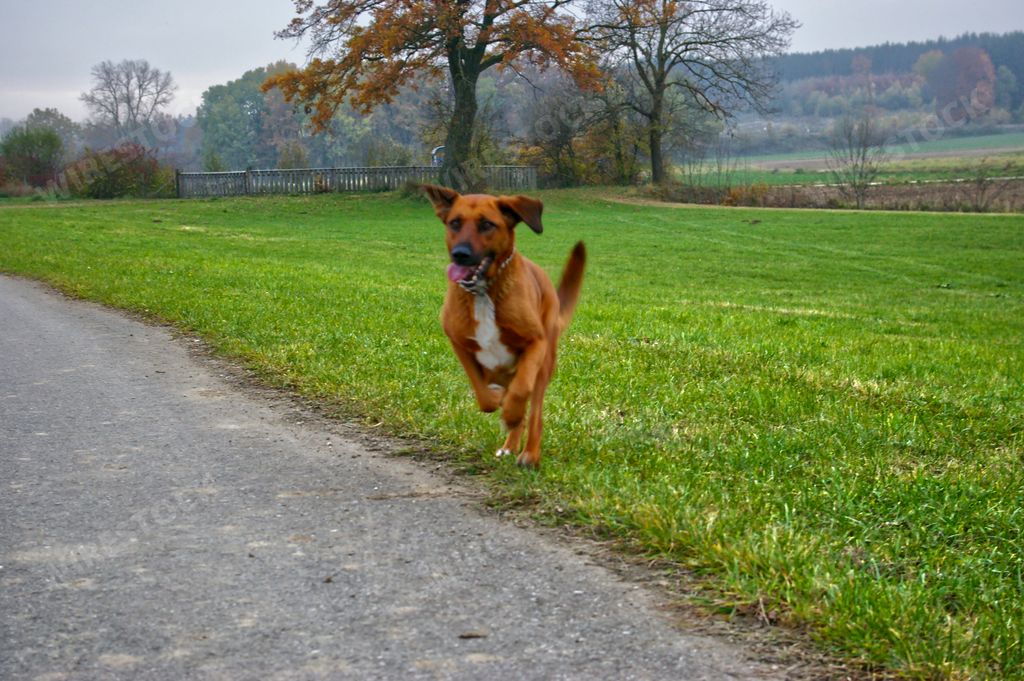 A brown American Staffordshire Terrier running in the field