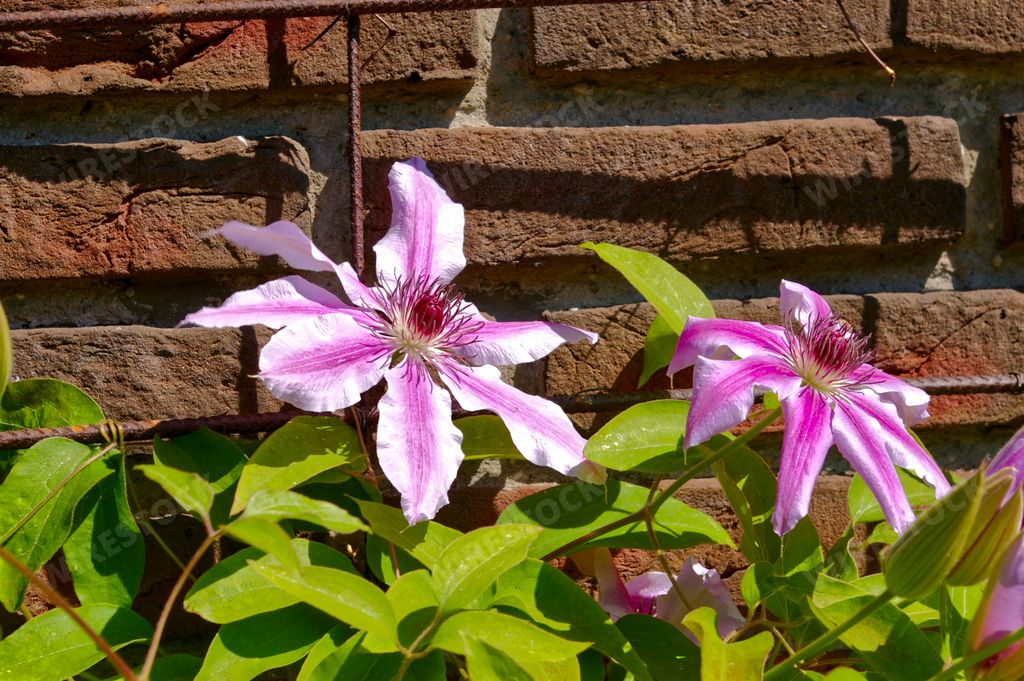 A beautiful Nelly Moser flowers with soft pink petals and green leaves under a bright sunlight