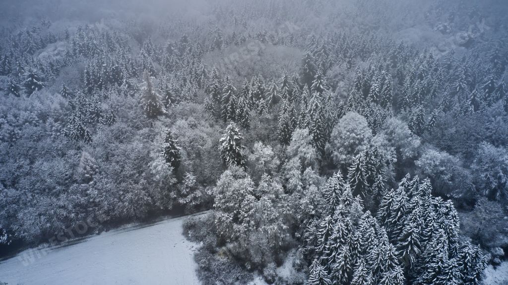 A dense forest covered in the snow on a foggy weather