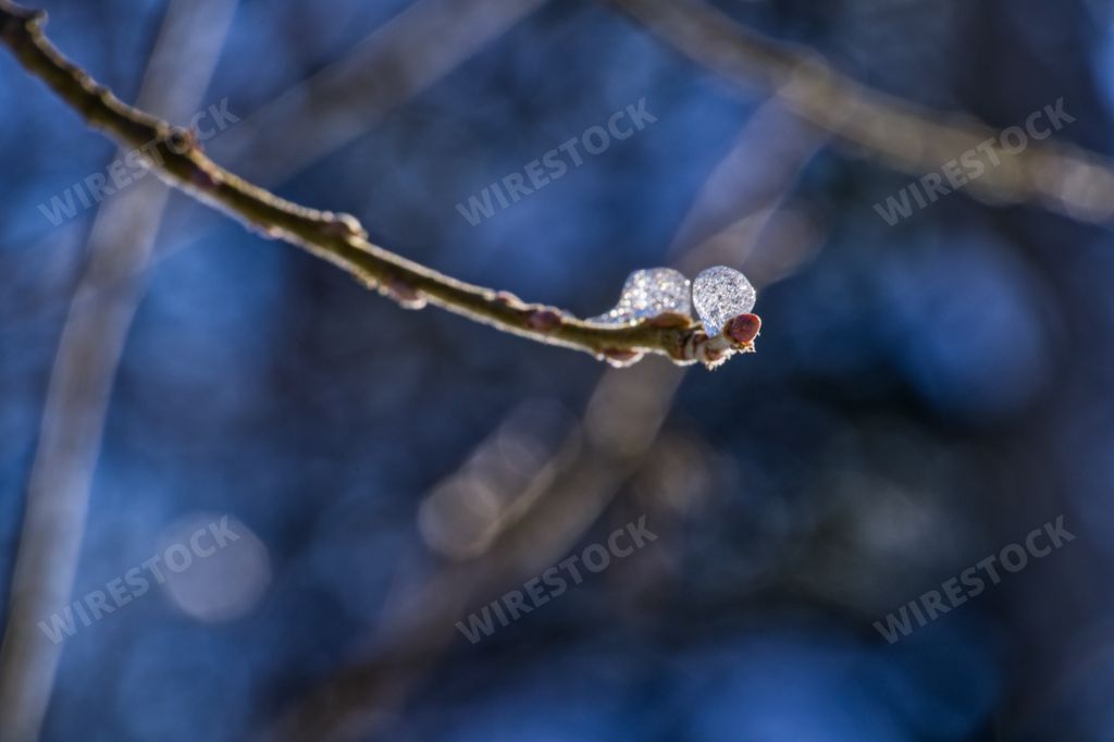 A selective focus shot of a dew drop on a branch of a tree