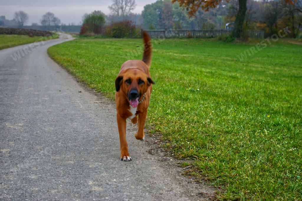 A brown American Staffordshire Terrier running playfully