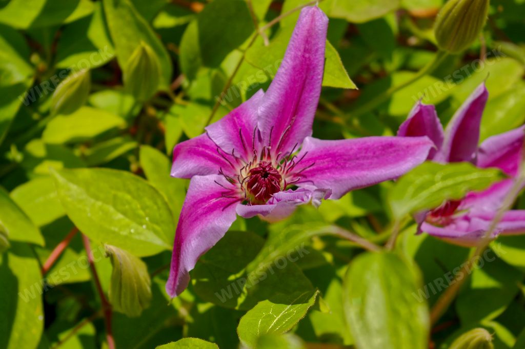A closeup shot of a purple Leather flower grown in the garden
