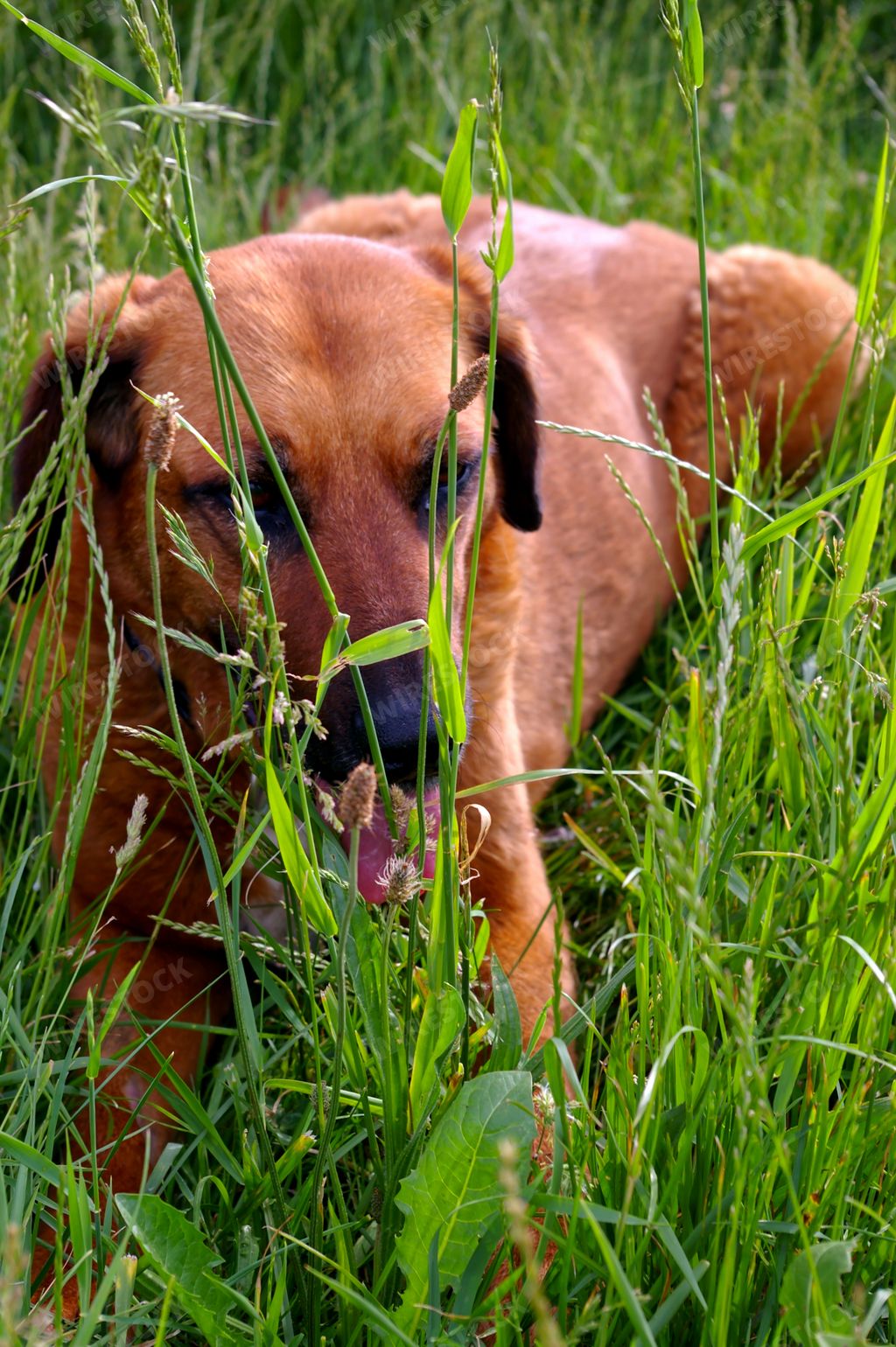 A brown Rhodesian Ridgeback breed dog on the grass