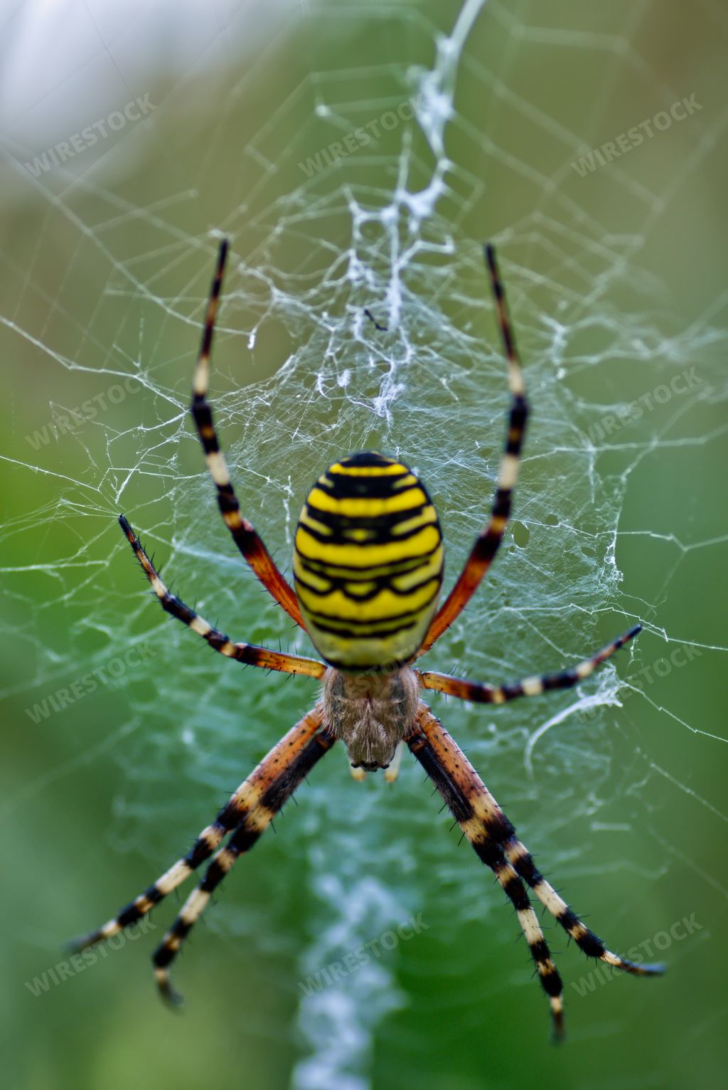 A vertical shot of a bright wasp spider knitting the net