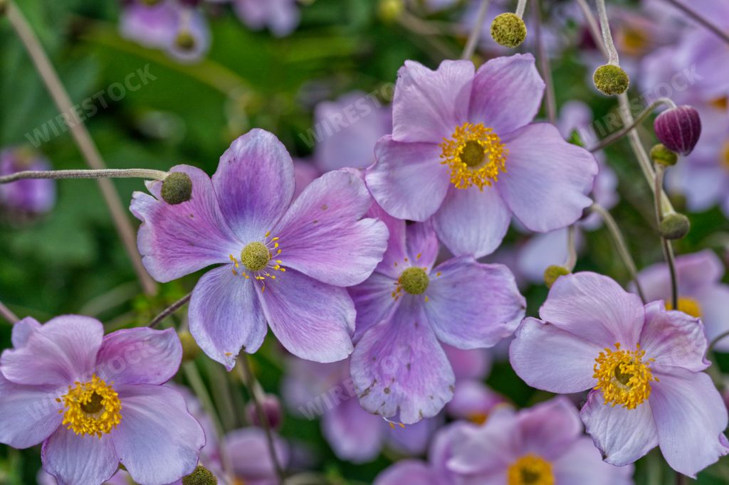 A vibrant landscape of wildflowers, featuring an abundance of soft purple petals and bright yellow centers, offers a captivating and picturesque view