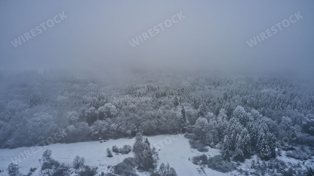 A dense forest covered in the snow on a foggy weather