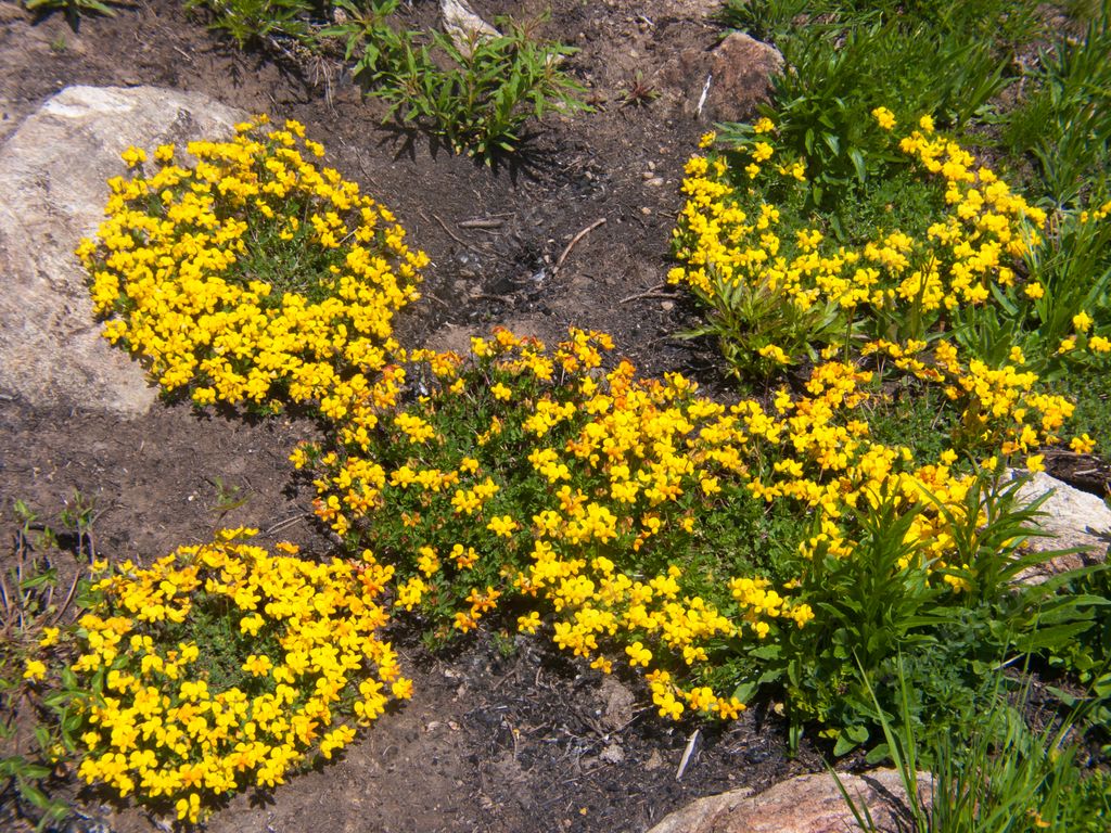 A closeup shot of yellow lotus alpinus growing in Valais, Switzerland