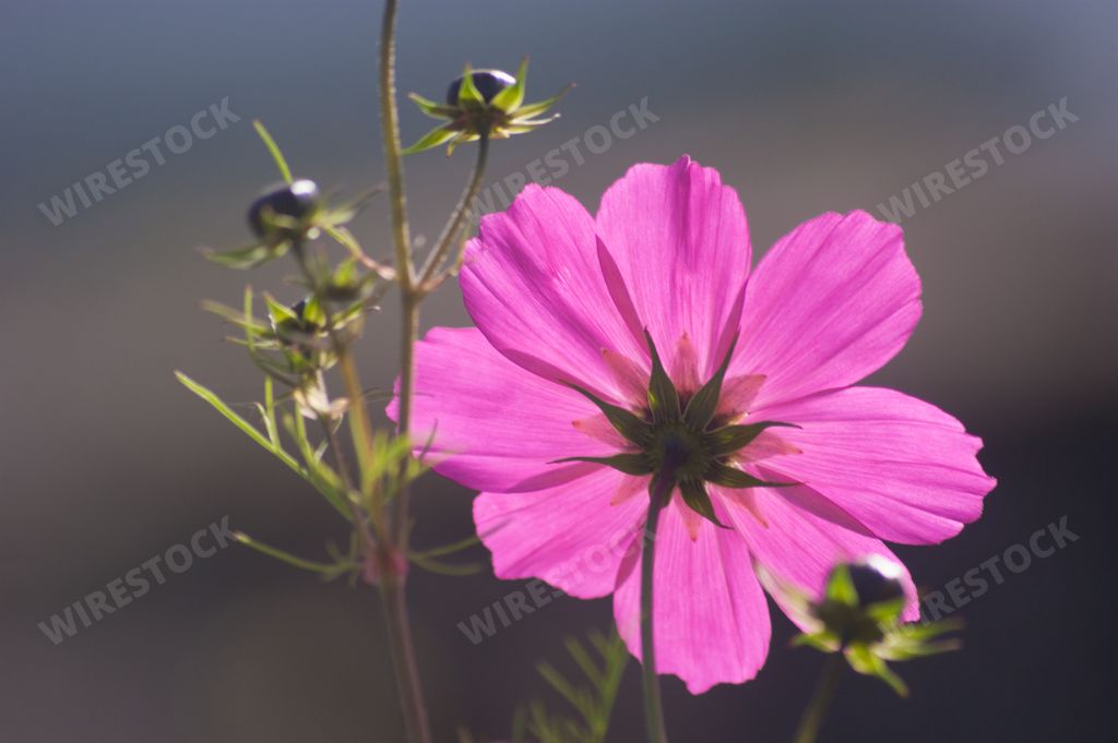 A selective focus shot of a Cosmos bipinnatus with buds