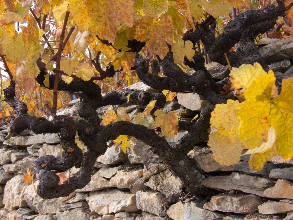 A closeup shot of tree branches with yellow leaves near a stone wall in Sion, Switzerland
