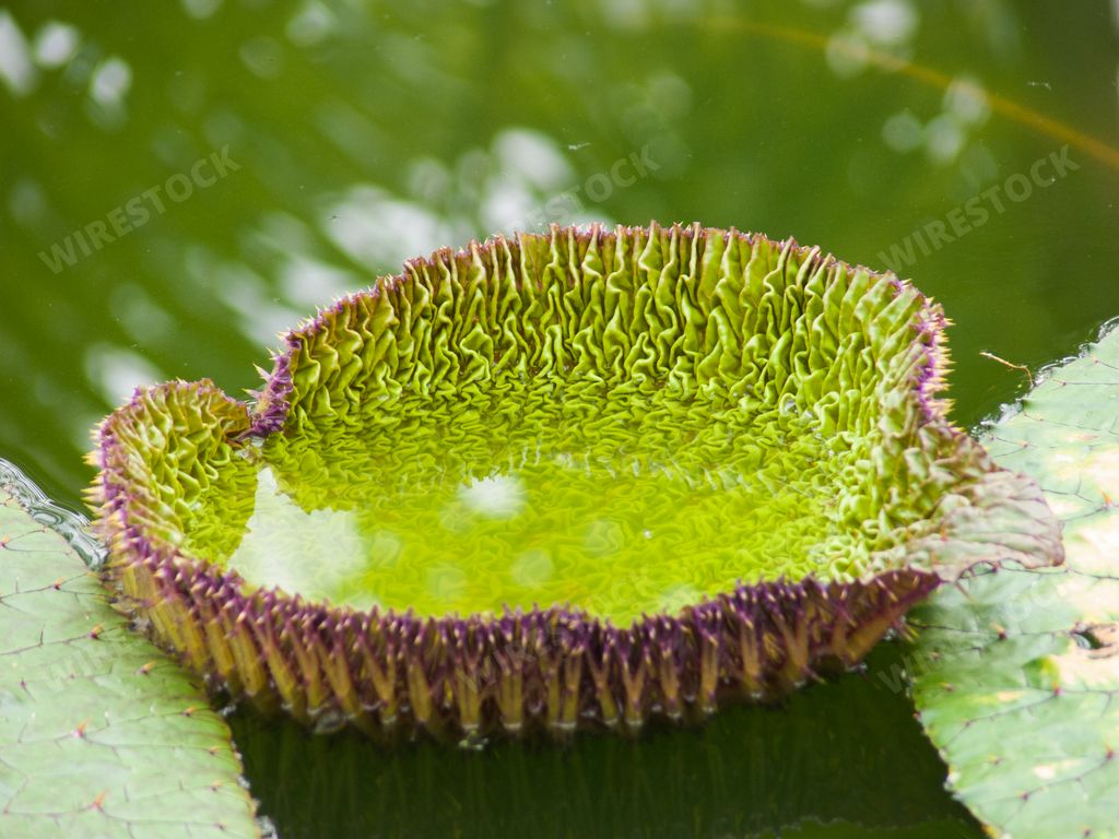 The One of the many lily pads of the water lily that is found in the pond in the garden