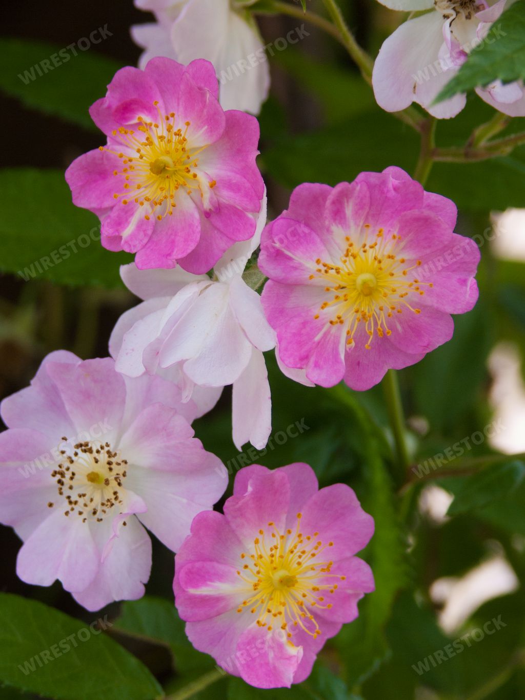 A vertical close-up shot of musk rose flowers growing in the garden.