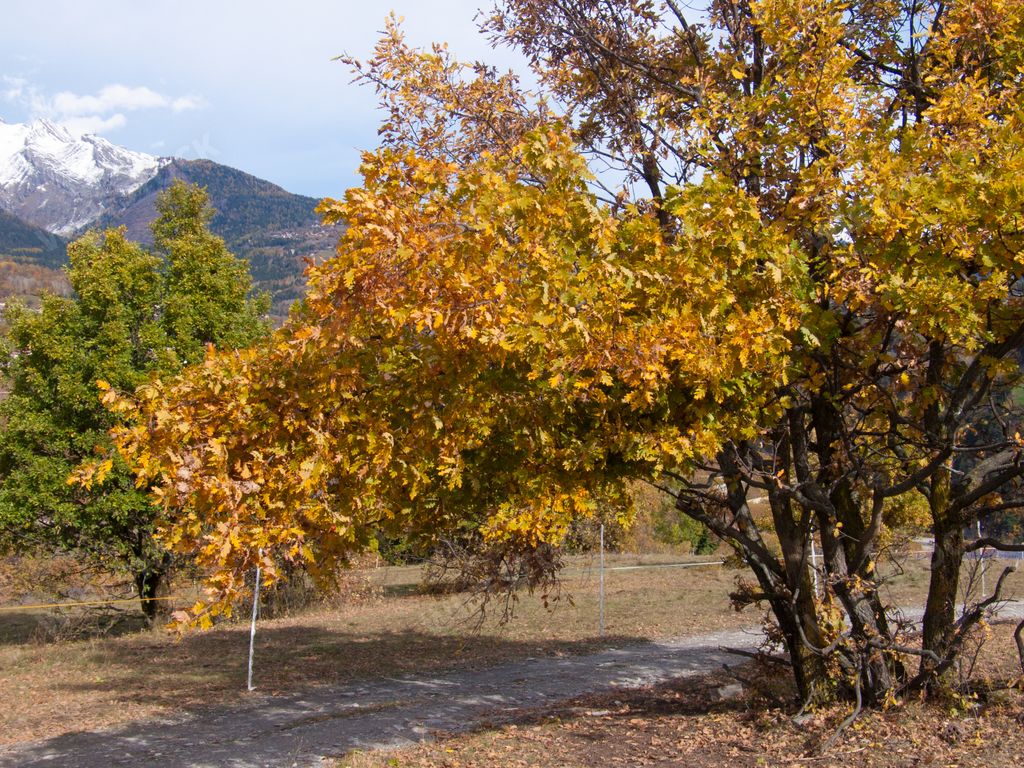 A yellow autumn tree on a park in Sion, Switzerland