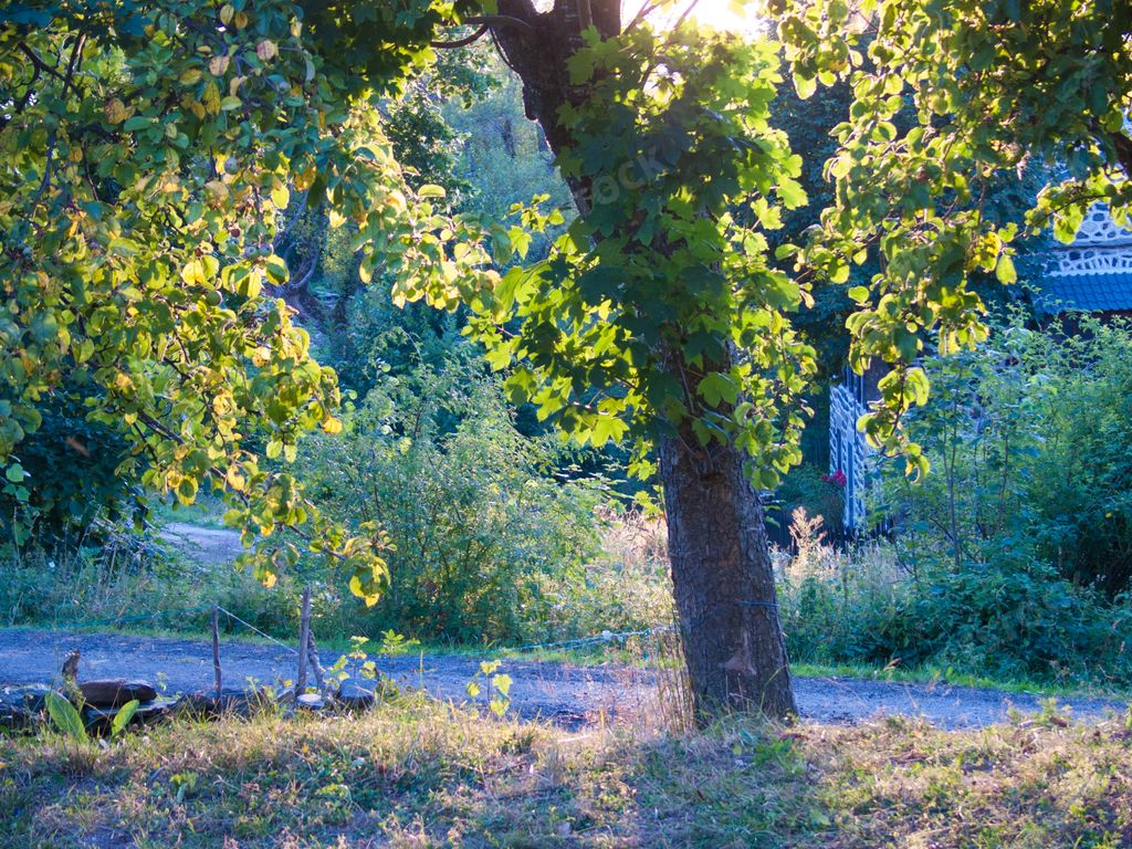 A light beams through the trees in Haute Loire France