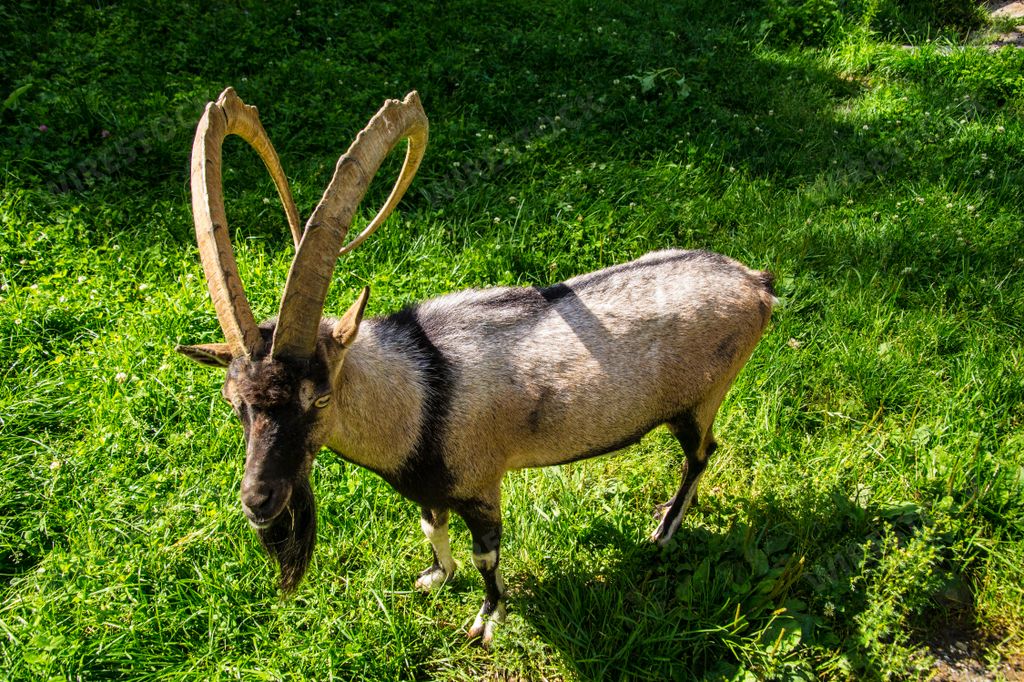 A selective of a Bezoar ibex (Capra aegagrus aegagrus) in greenery