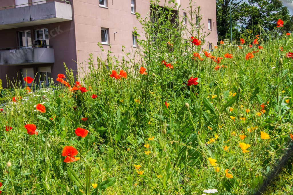 A beautiful scene of Red Poppies field with a building in the background in Loire, France