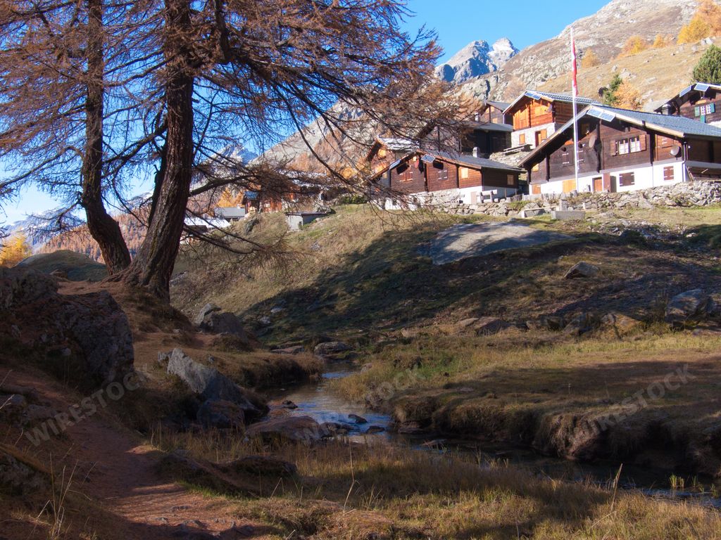 a photo of forest tree with small houses behind