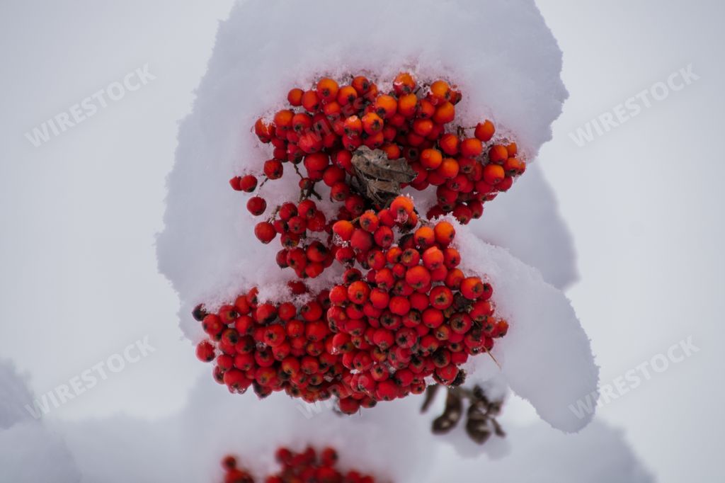 A closeup shot of some red berries in a forest covered in snow