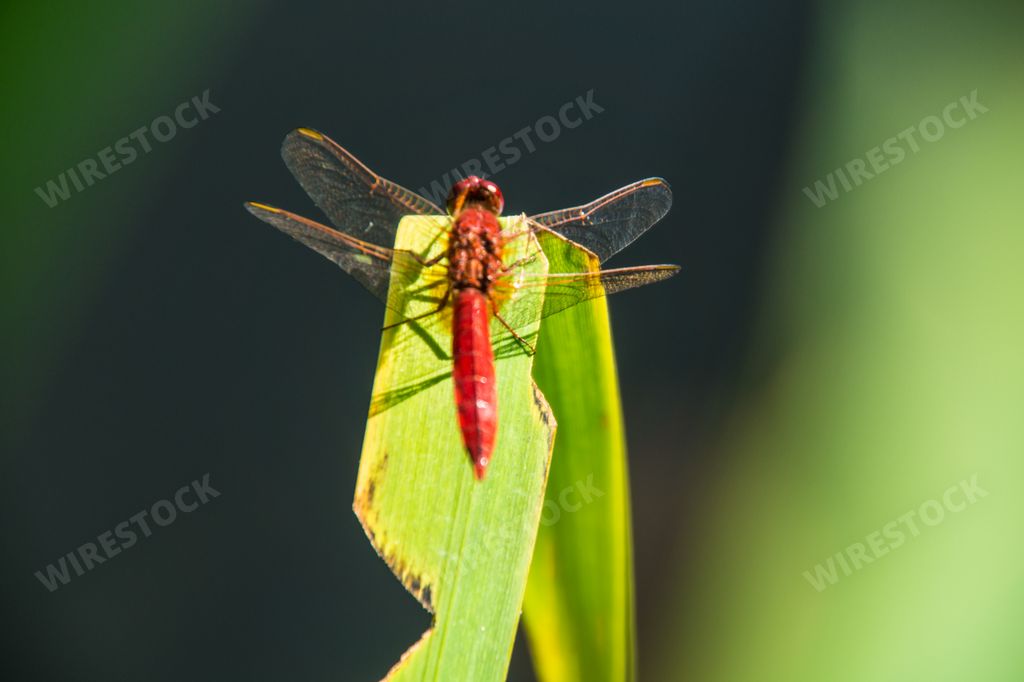 A closeup of an Odonata on a green leaf in Libellule, Isere, France