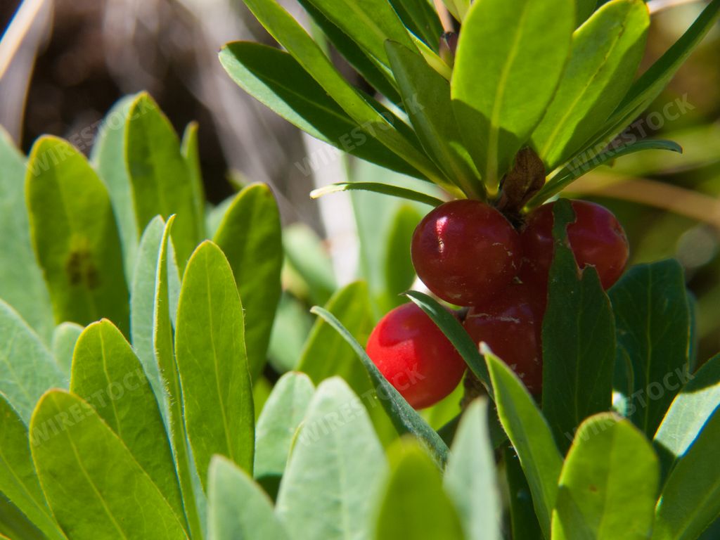 The red poisonous berries and green leaves of the mezereon (Daphne mezereum)