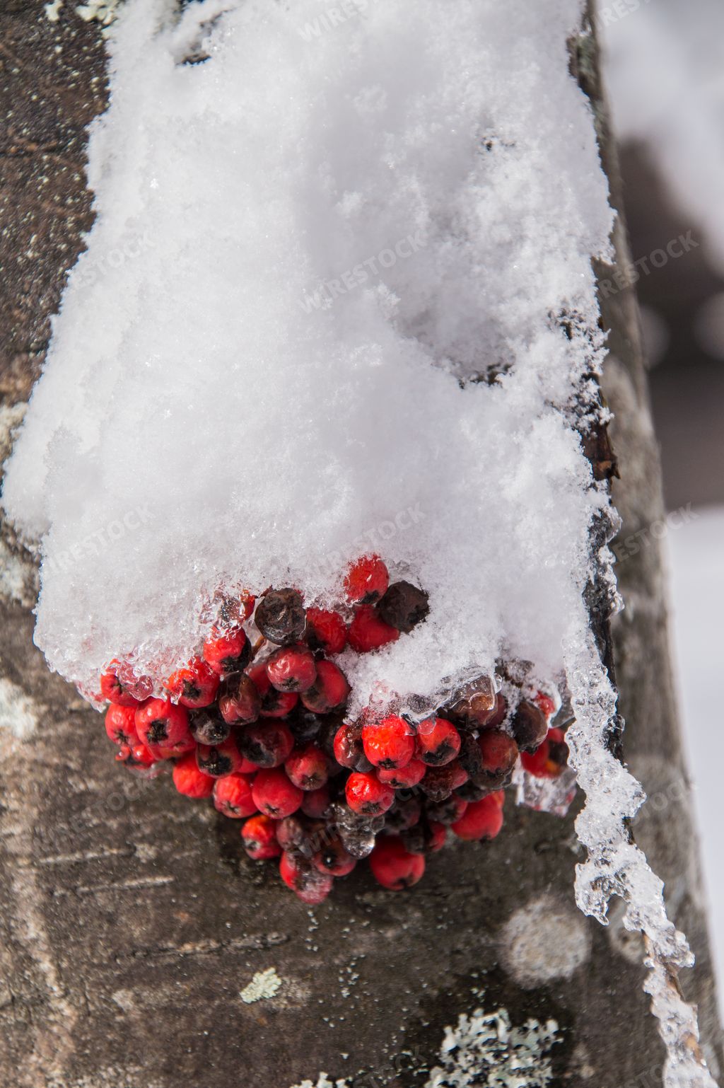 A closeup of snowy red berries on a tree