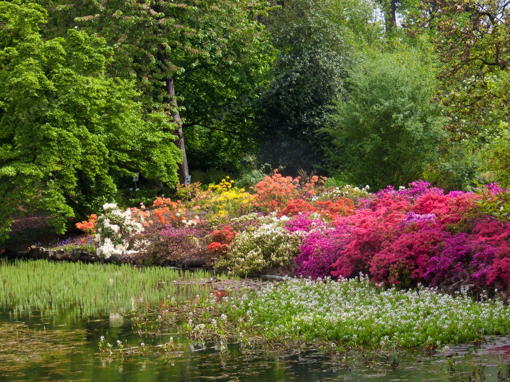 A scenery of vibrant azalea rhododendrons on the bay of a pond in an arboretum in Gand, Belgium