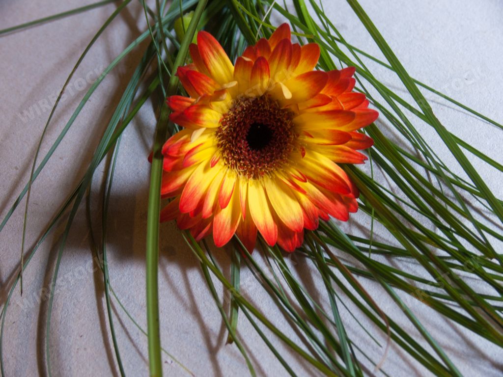 A closeup of a yellow flower with green grass on a white table