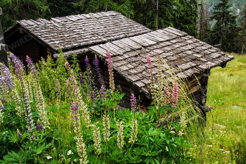 A cute small wooden house surrounded by green grass on a sunny day