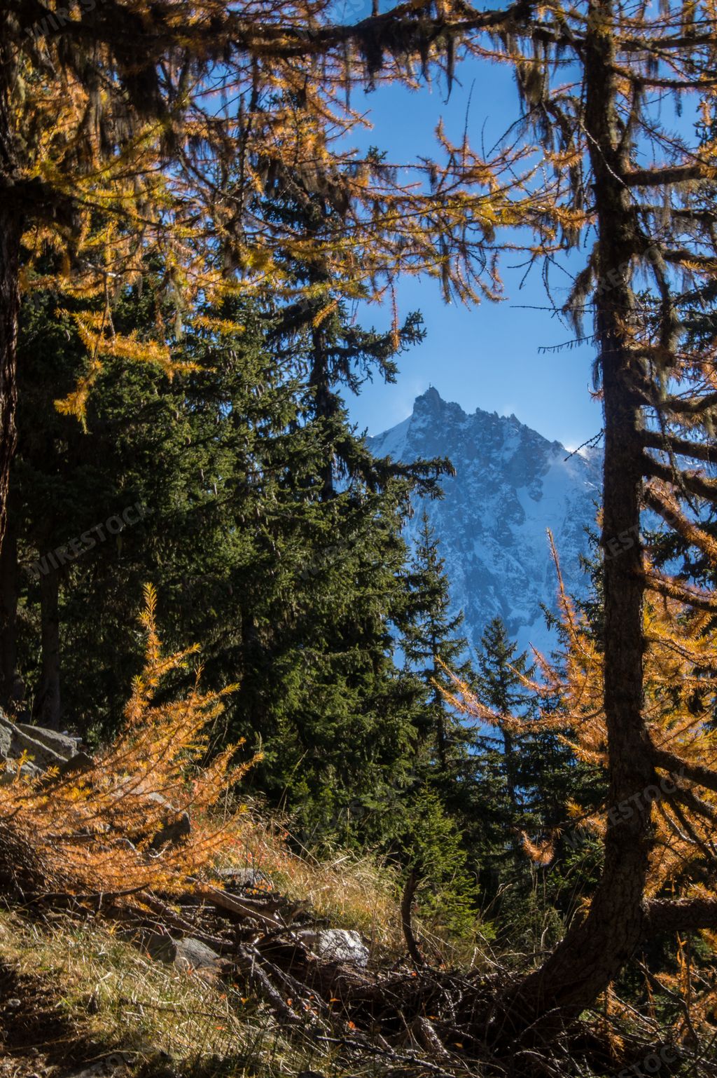 A vertical of mountains covered with forests seen behind branches of pine trees in Haute Savoie, France