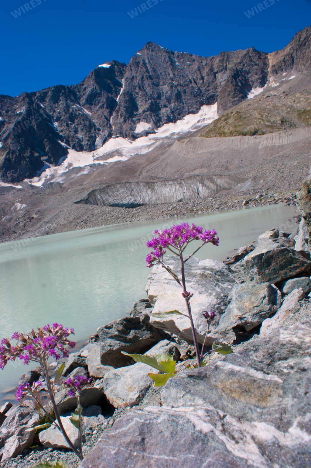 A vertical shot of beautiful snowy mountains in the winter and a lake d'arsine with a wild flower in France
