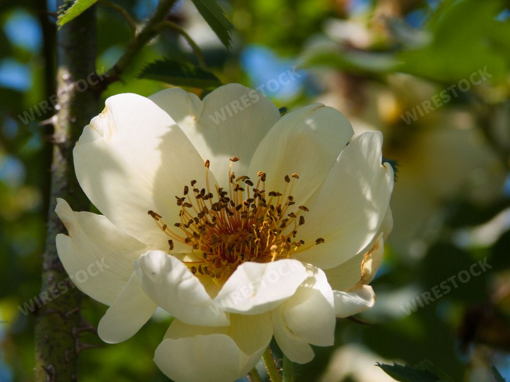 A close-up shot of a rosehip flower growing in the garden.