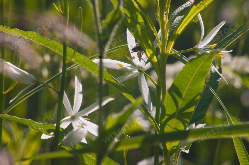A beautiful shot of anthericum liliago in a botanical garden,France