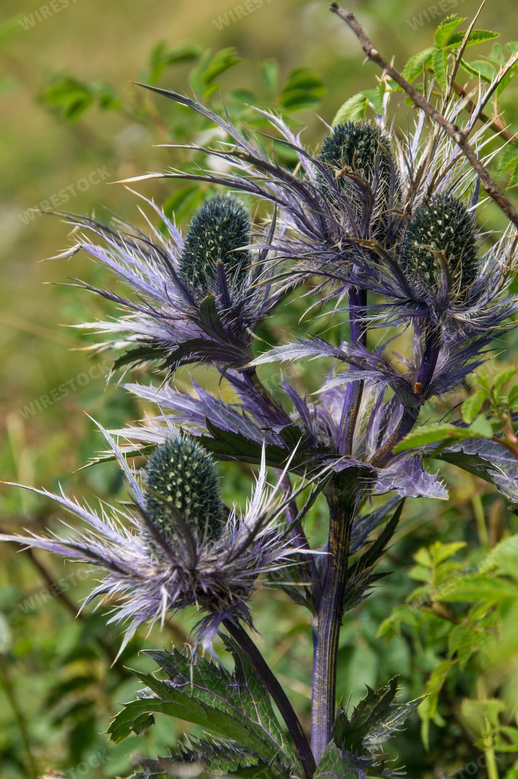 A vertical closeup of Eryngium planum, the blue eryngo or flat sea holly.
