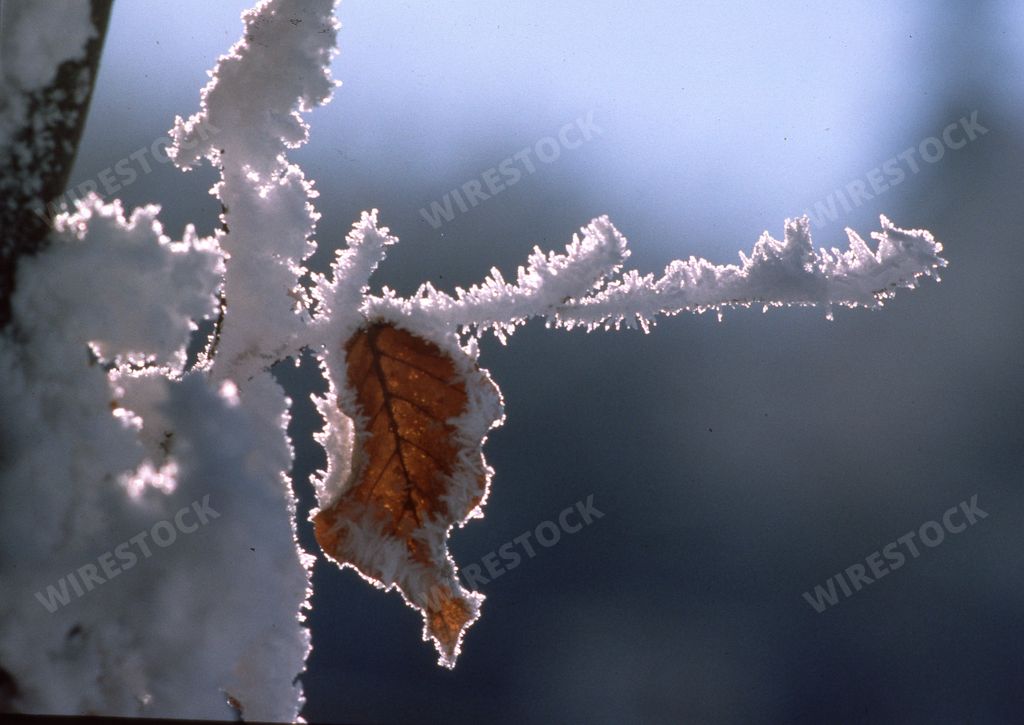 A scenic shot of a leave covered with frost in closeup